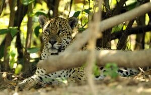 Preocupação com Animais Silvestres: Pesquisa Revela Apoio da População Brasileira