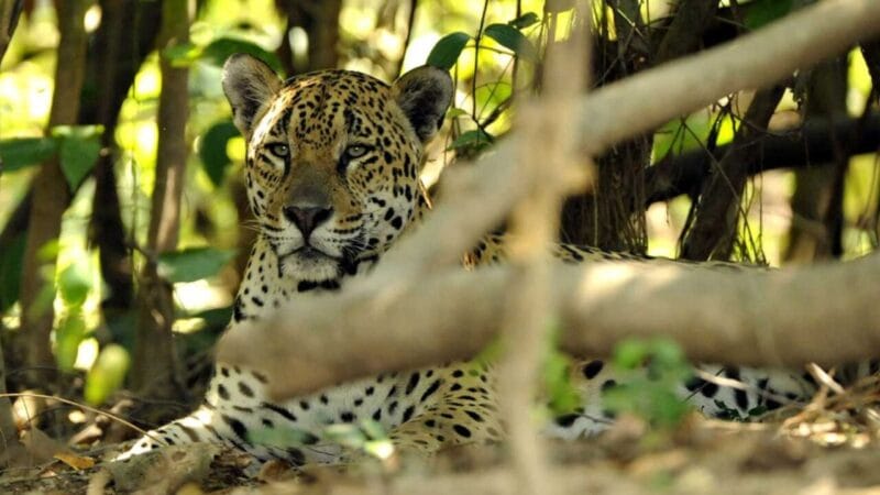Preocupação com Animais Silvestres: Pesquisa Revela Apoio da População Brasileira