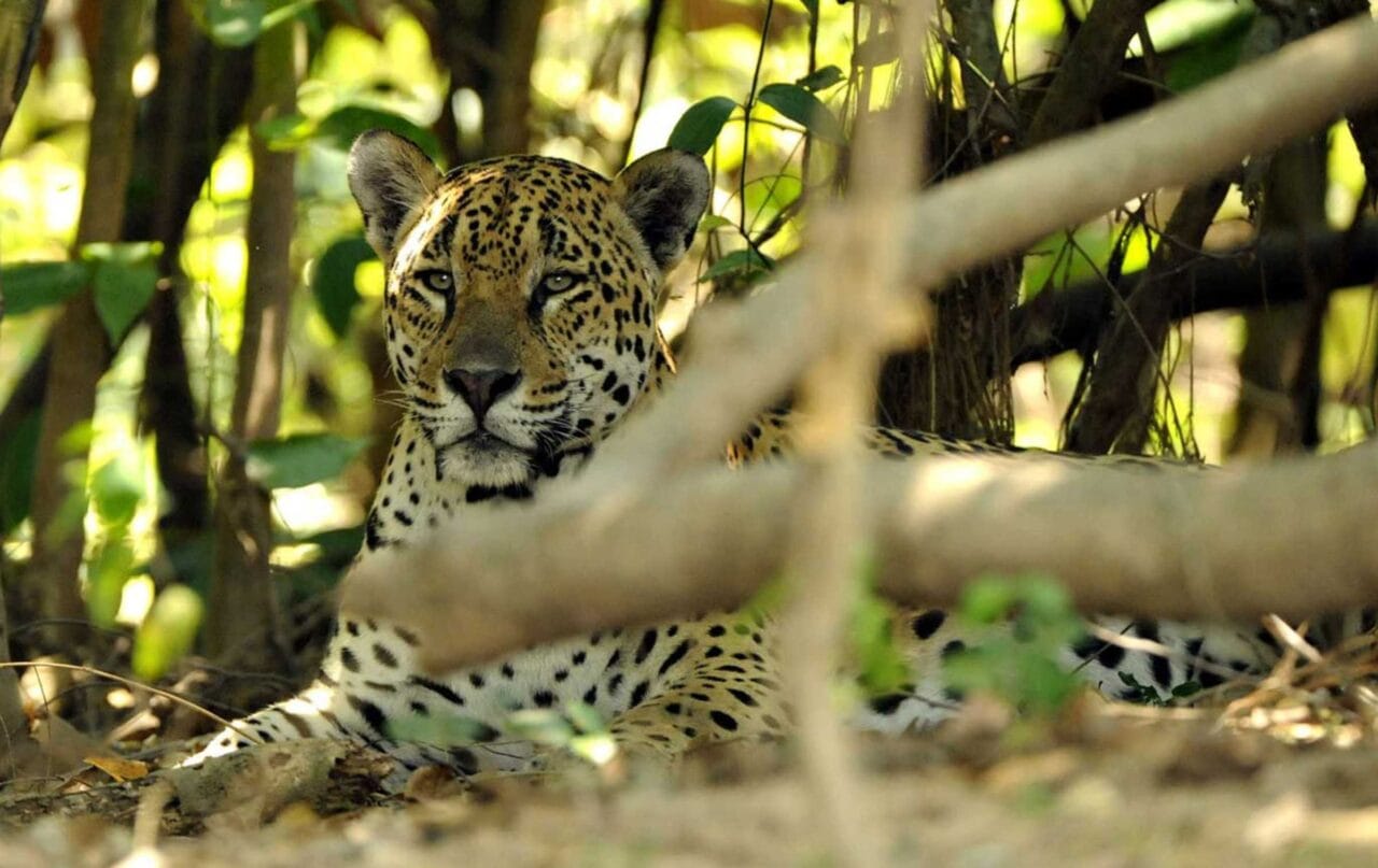Preocupação com Animais Silvestres: Pesquisa Revela Apoio da População Brasileira