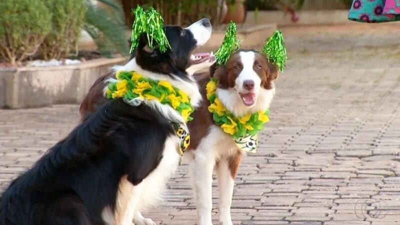 Cães em Adoção se Vestem para a Copa do Mundo e Conquistam a Internet em Santa Catarina