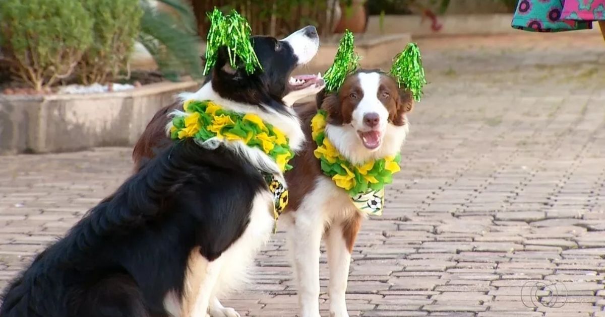 Cães em Adoção se Vestem para a Copa do Mundo e Conquistam a Internet em Santa Catarina