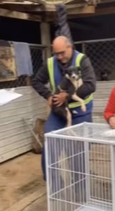 Resgate de 46 Animais em Hotel para Pets Interditado no Paraná
