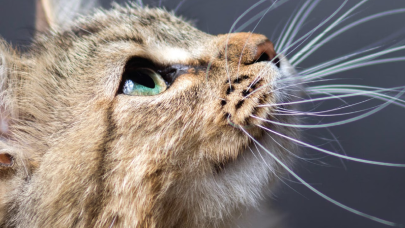 Ciprovet: Colírio Veterinário Inovador para a Saúde Ocular de Cães e Gatos