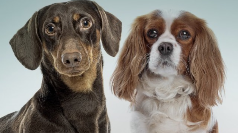 Inovação na Cardiologia Veterinária: Lançamento do Pimocor® para Tratamento de Cães com Insuficiência Cardíaca Congestiva