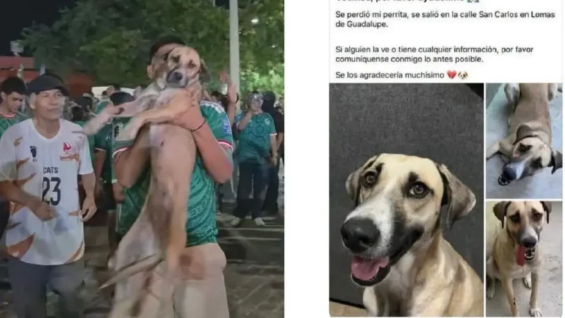 Cadela Desaparecida é Encontrada em Transmissão da Copa do Mundo no México