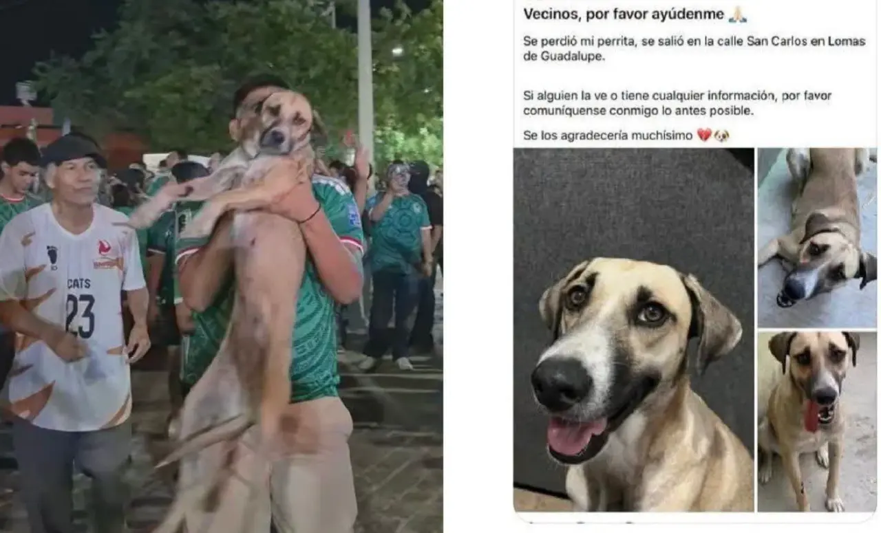 Cadela Desaparecida é Encontrada em Transmissão da Copa do Mundo no México