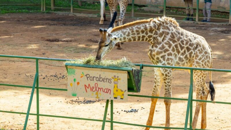 Aniversário de Melman: Um Ano de Alegria no Zoo São Paulo