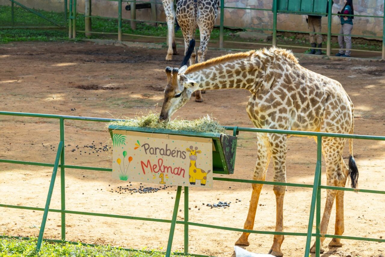 Aniversário de Melman: Um Ano de Alegria no Zoo São Paulo