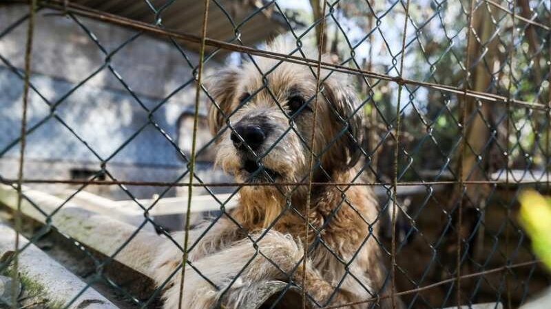 Resgate de 46 Animais em Hotel para Pets Interditado no Paraná