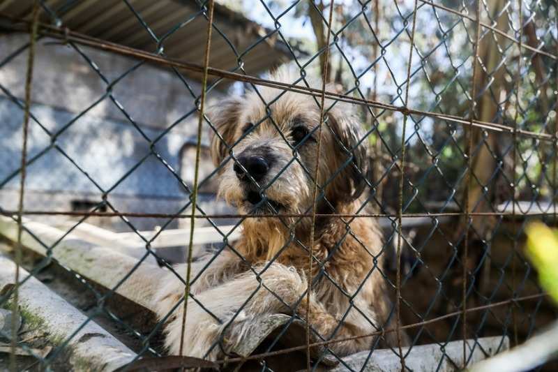 Resgate de 46 Animais em Hotel para Pets Interditado no Paraná