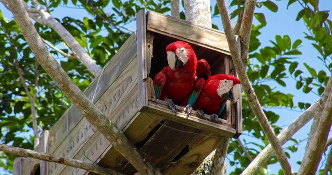 Arara-vermelha-grande Retorna à Mata Atlântica: Um Marco na Conservação Ambiental
