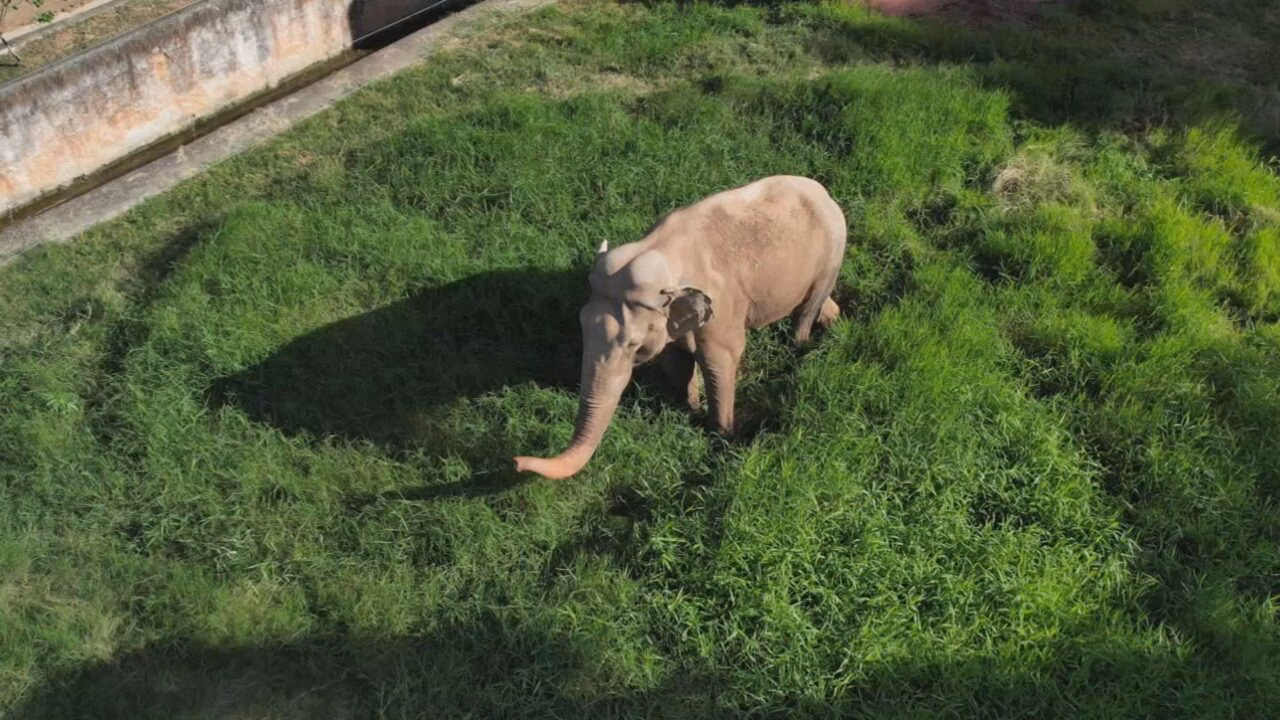 Viagem do Elefante Sandro: Rumo ao Santuário no Mato Grosso