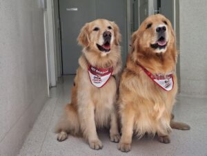 Campanha de Doação de Sangue para Animais em São Paulo: Uma Ação Vital do Grupo Pet Care
