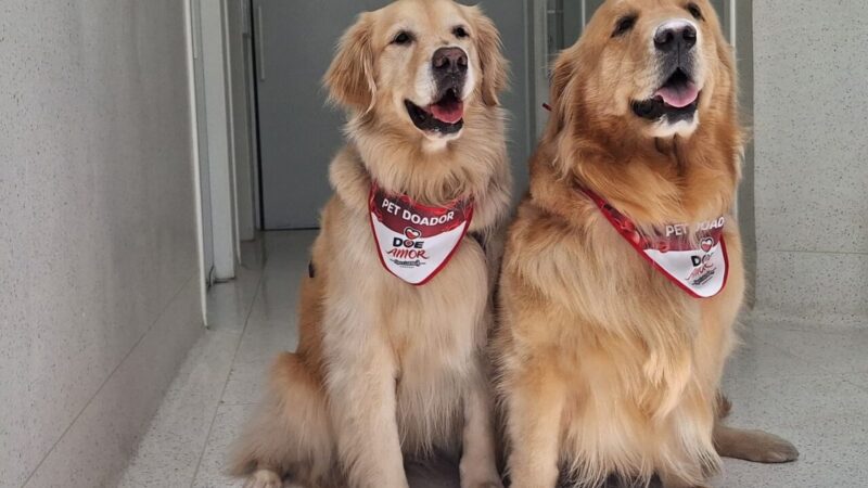 Campanha de Doação de Sangue para Animais em São Paulo: Uma Ação Vital do Grupo Pet Care