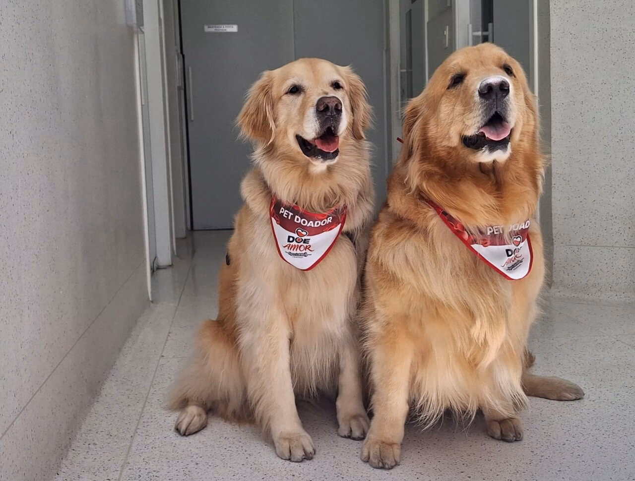Campanha de Doação de Sangue para Animais em São Paulo: Uma Ação Vital do Grupo Pet Care