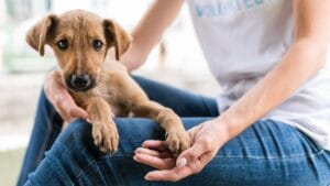 Iniciativa em Macapá Oferece Serviços Gratuitos para Pets a partir de Hoje