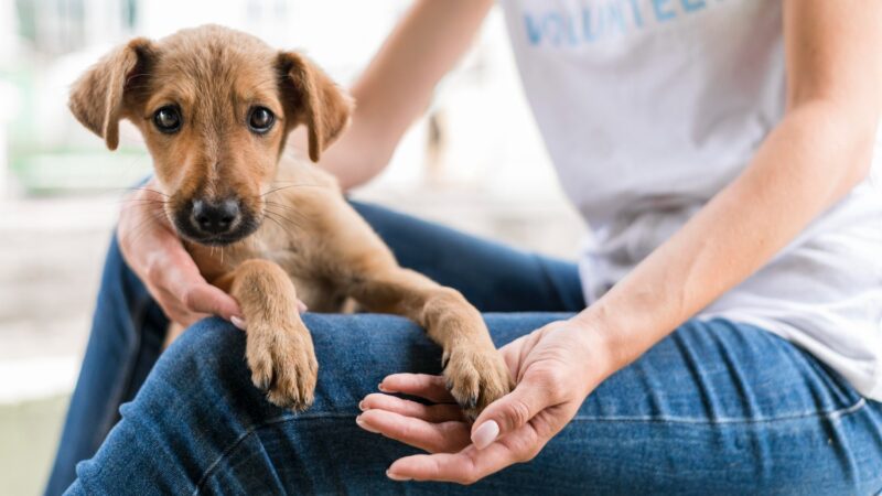 Iniciativa em Macapá Oferece Serviços Gratuitos para Pets a partir de Hoje