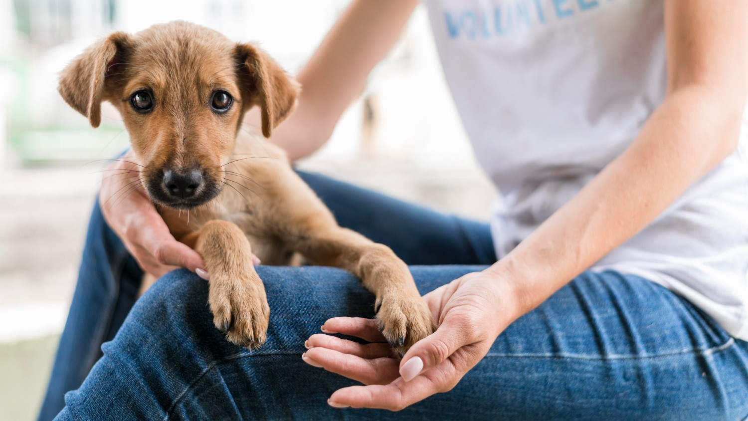 Iniciativa em Macapá Oferece Serviços Gratuitos para Pets a partir de Hoje