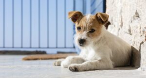 Assembleia de Goiás Cria Abrigo para Cães Comunitários e Fortalece a Proteção Animal