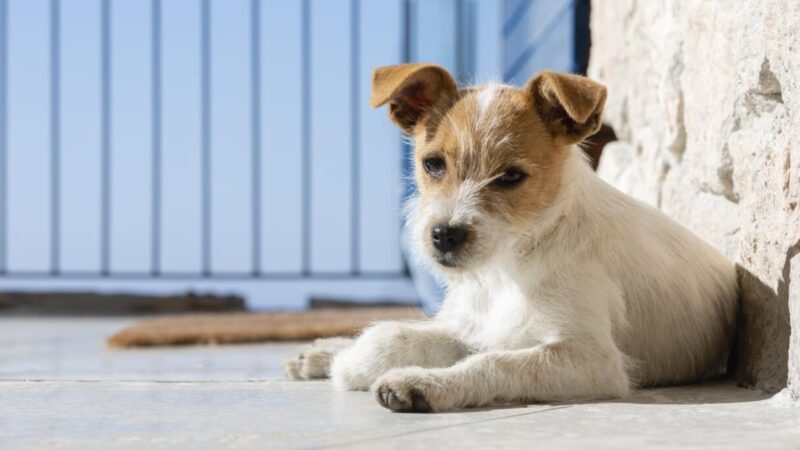 Assembleia de Goiás Cria Abrigo para Cães Comunitários e Fortalece a Proteção Animal