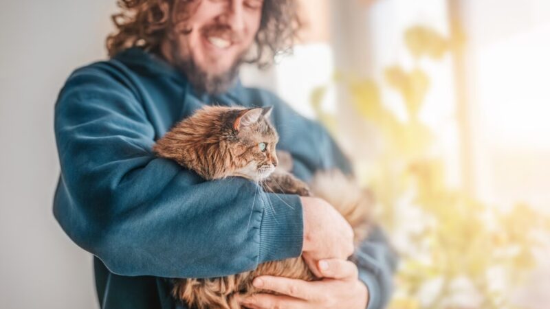 Crescimento dos Suplementos para Gatos: Entenda a Nova Tendência do Mercado Pet