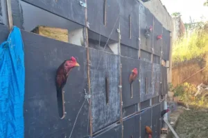 Polícia Desmantela Rinha de Galos e Resgata 80 Aves em Condições Precárias no Distrito Federal