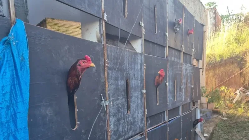 Polícia Desmantela Rinha de Galos e Resgata 80 Aves em Condições Precárias no Distrito Federal