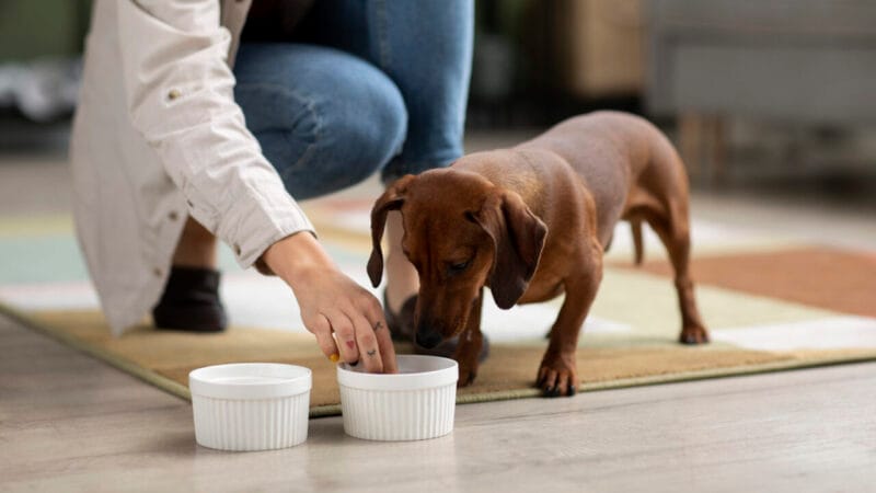 Suplementos para Pets: Necessidade ou Excesso?
