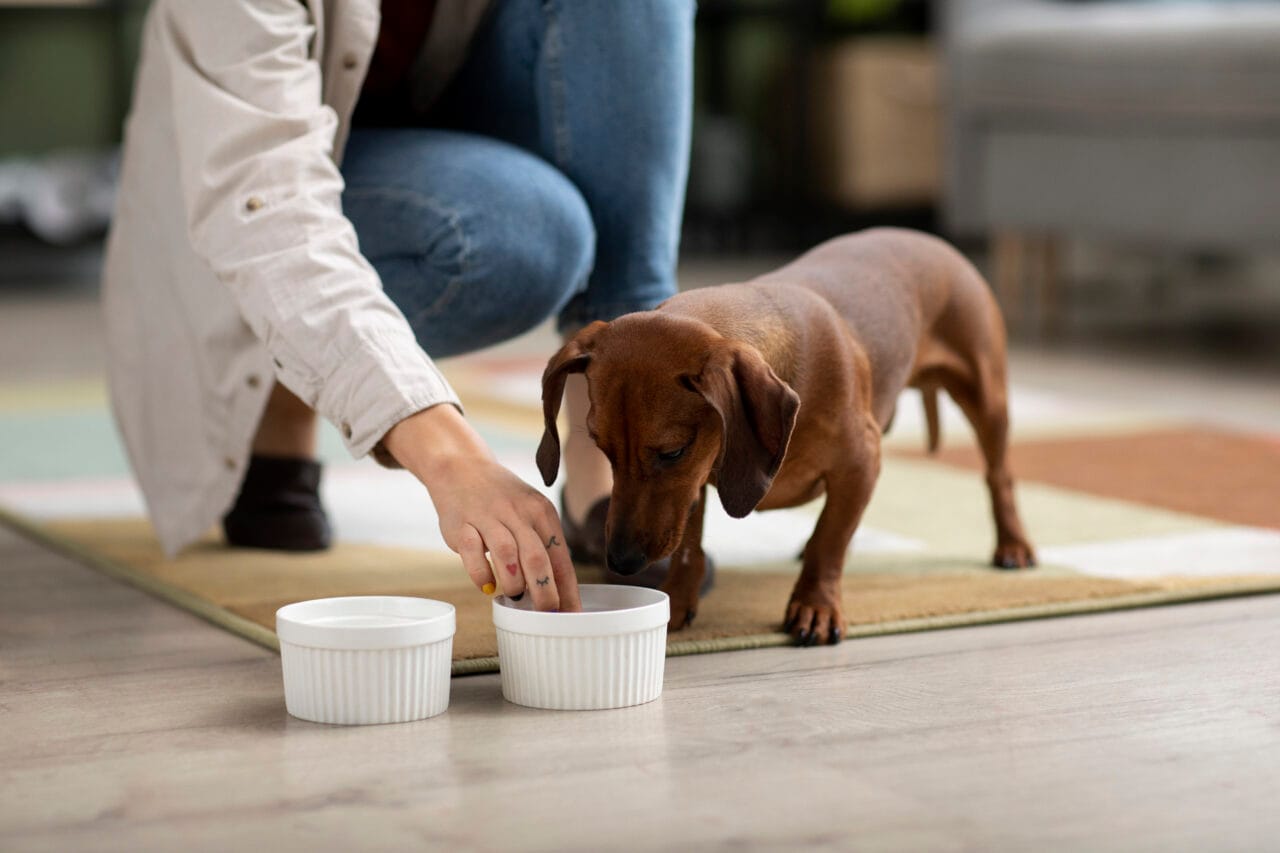 Suplementos para Pets: Necessidade ou Excesso?
