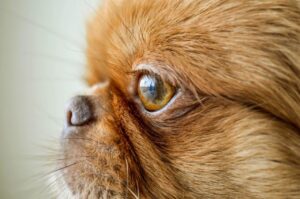 Junho Violeta: A Importância da Saúde Ocular em Cães e Gatos