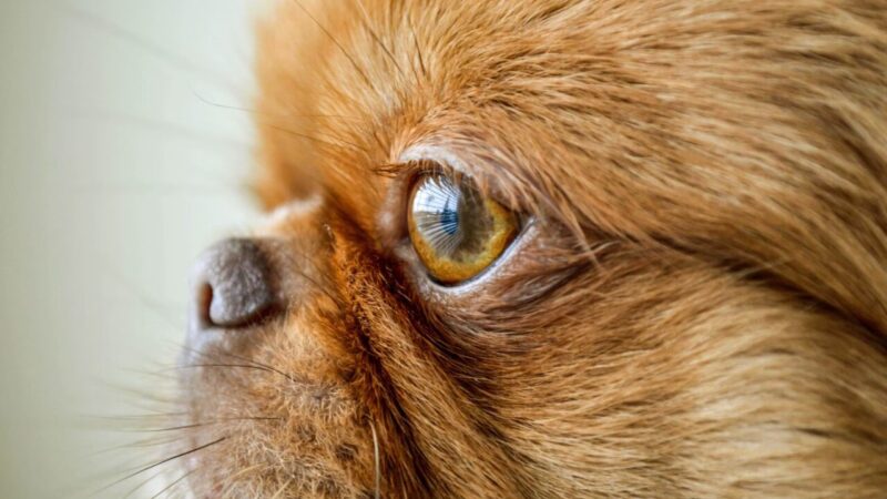 Junho Violeta: A Importância da Saúde Ocular em Cães e Gatos