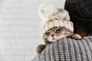 Cuidados Essenciais para Proteger Cães e Gatos das Dores Articulares no Inverno