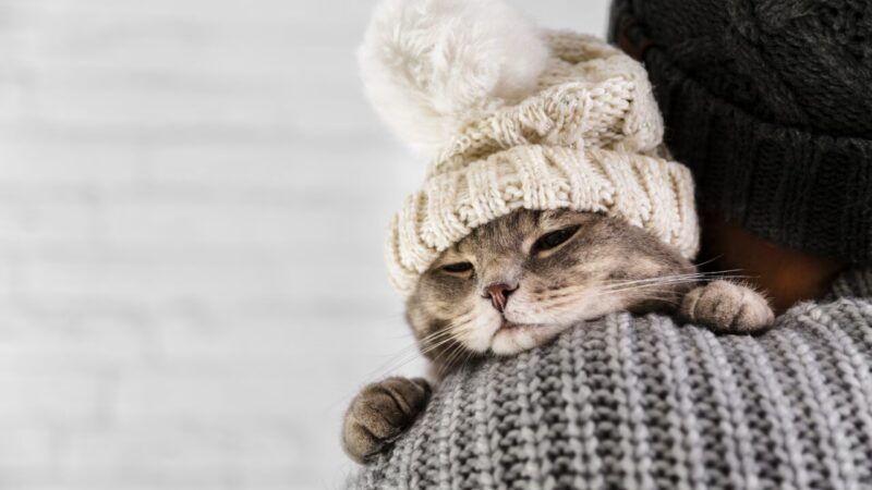 Cuidados Essenciais para Proteger Cães e Gatos das Dores Articulares no Inverno