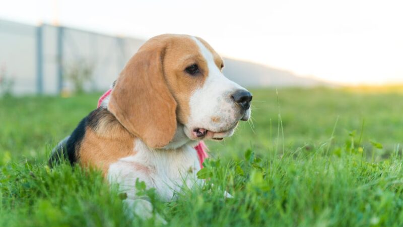 Criadouro de Beagles para Testes Laboratoriais é Fechado nos EUA em Resposta a Pressão Pública