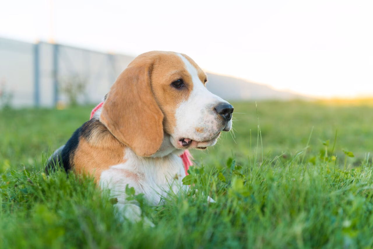 Criadouro de Beagles para Testes Laboratoriais é Fechado nos EUA em Resposta a Pressão Pública