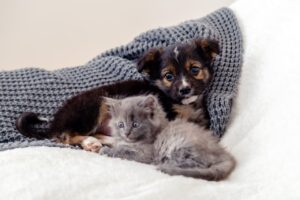 Cuidados Essenciais para Proteger Cães e Gatos Durante o Inverno