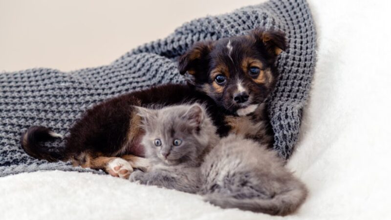 Cuidados Essenciais para Proteger Cães e Gatos Durante o Inverno