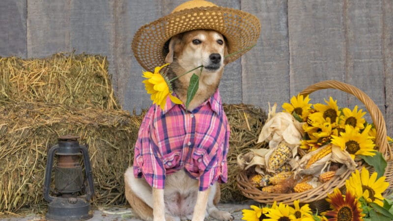Cuidados com Pets em Festividades Juninas: Alimentos Tóxicos e Riscos à Saúde