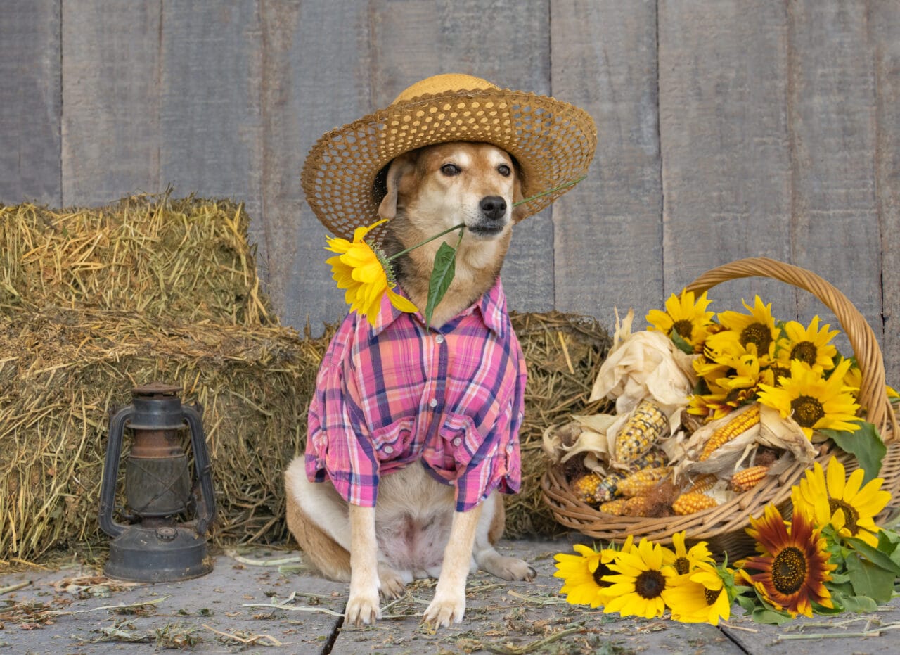 Cuidados com Pets em Festividades Juninas: Alimentos Tóxicos e Riscos à Saúde