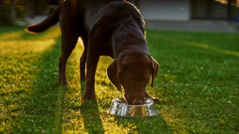 Dia Mundial do Meio Ambiente: Transformando a Rotina dos Donos de Pets com Consumo Consciente