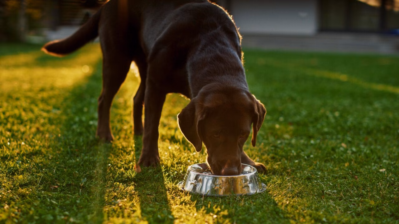 Dia Mundial do Meio Ambiente: Transformando a Rotina dos Donos de Pets com Consumo Consciente
