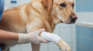 Alerta nos EUA: Mosca-da-bicheira Infecta Cachorro e Levanta Preocupações sobre Saúde Animal