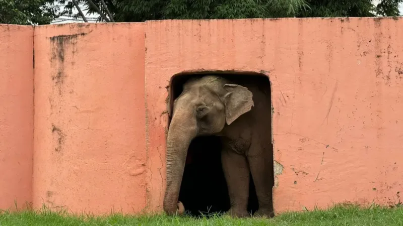 Justiça decide pela transferência do elefante Sandro para santuário em Mato Grosso