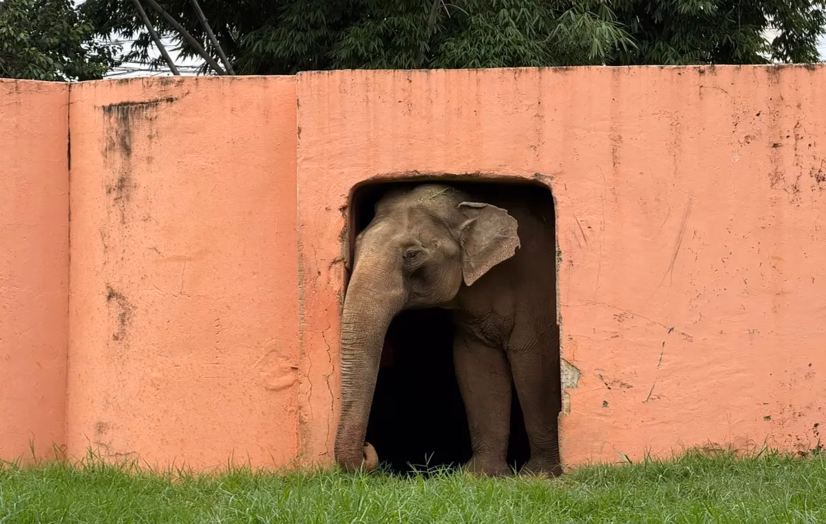 Justiça decide pela transferência do elefante Sandro para santuário em Mato Grosso