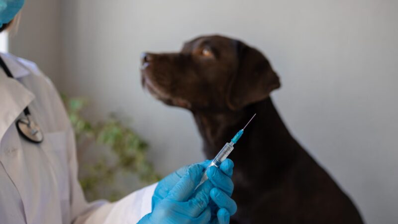 A Importância da Vacinação de Cães e Gatos no Dia Nacional da Imunização
