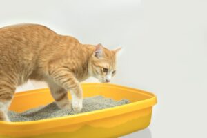 A Influência das Fezes no Comportamento dos Felinos