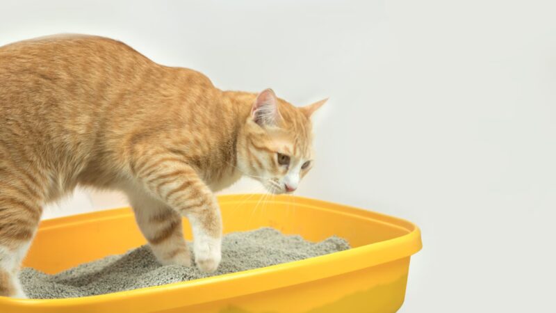 A Influência das Fezes no Comportamento dos Felinos