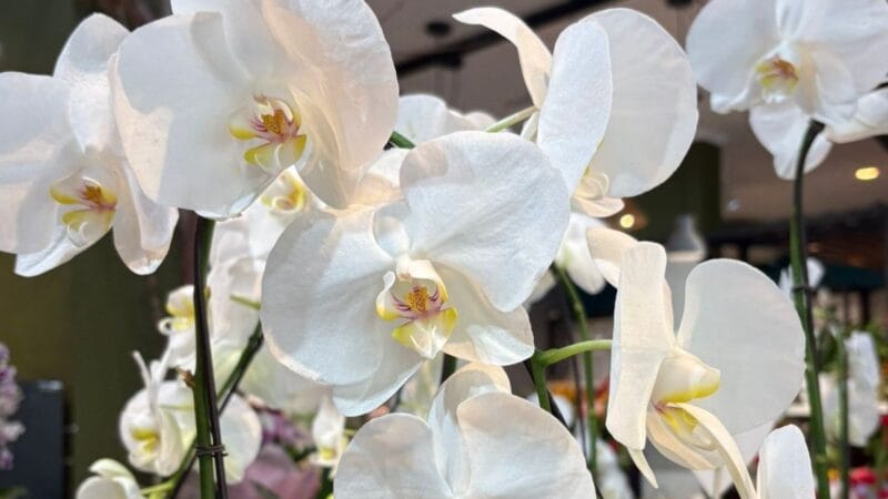 Flores Alternativas para o Dia dos Namorados em Manaus: Tulipas, Lírios e Orquídeas em Alta