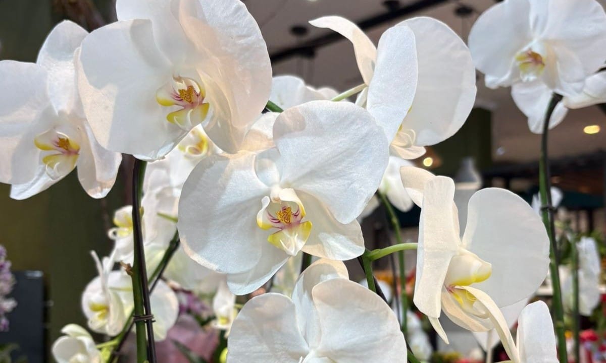 Flores Alternativas para o Dia dos Namorados em Manaus: Tulipas, Lírios e Orquídeas em Alta