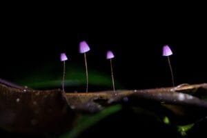Exposição Fotográfica no Musa Revela a Diversidade dos Cogumelos da Amazônia